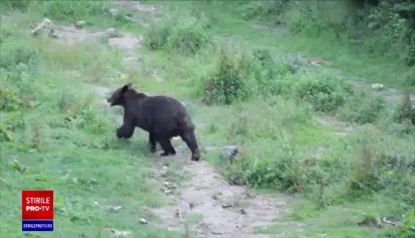 Urs de lângă stațiunea Slănic Moldova, prins și eliberat în pădure. Un alt animal, împușcat de autorități