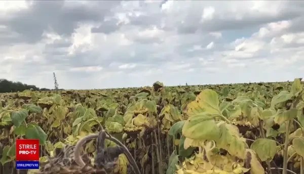 Uleiul de floarea soarelui și cel de măsline vor fi vândute la prețuri tot mai mari, din cauza producției reduse