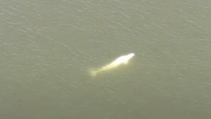 O balenă beluga se află în râul Sena, din Paris. Nimeni nu știe cum a ajuns aici tocmai din zona arctică. VIDEO