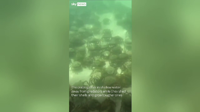 Invazie de crabi pe plajele din sudul Regatului Unit. Iubitorii se senzații noi s-au plimbat pe covorul de crustacee