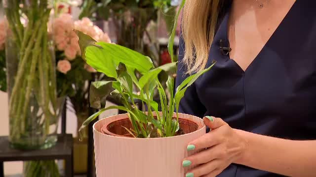 Căldura le face rău înclusiv plantelor de grădină sau apartament. Ce să evităm pentru ca frunzele să nu se ofilească