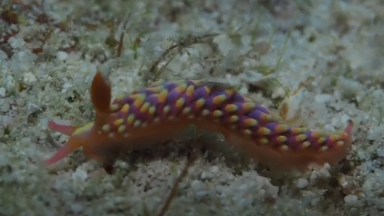 VIDEO Creatură multicoloră rar întâlnită, văzută în premieră în Marea Britanie. Modul inedit în care se hrănește