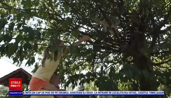 Experiență inedită la Grădina Zoologică din Târgu Mureș. Vizitatorii s-au putut plimba printre lemurii din Madagascar