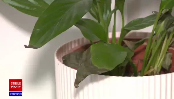 Căldura le face rău înclusiv plantelor de grădină sau apartament. Ce să evităm pentru ca frunzele să nu se ofilească