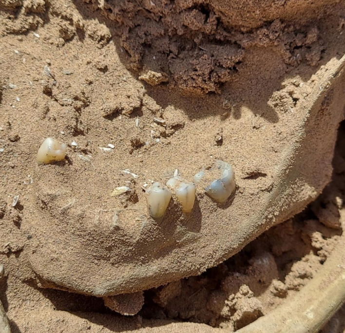 schelet Lacul Mead SUA 2