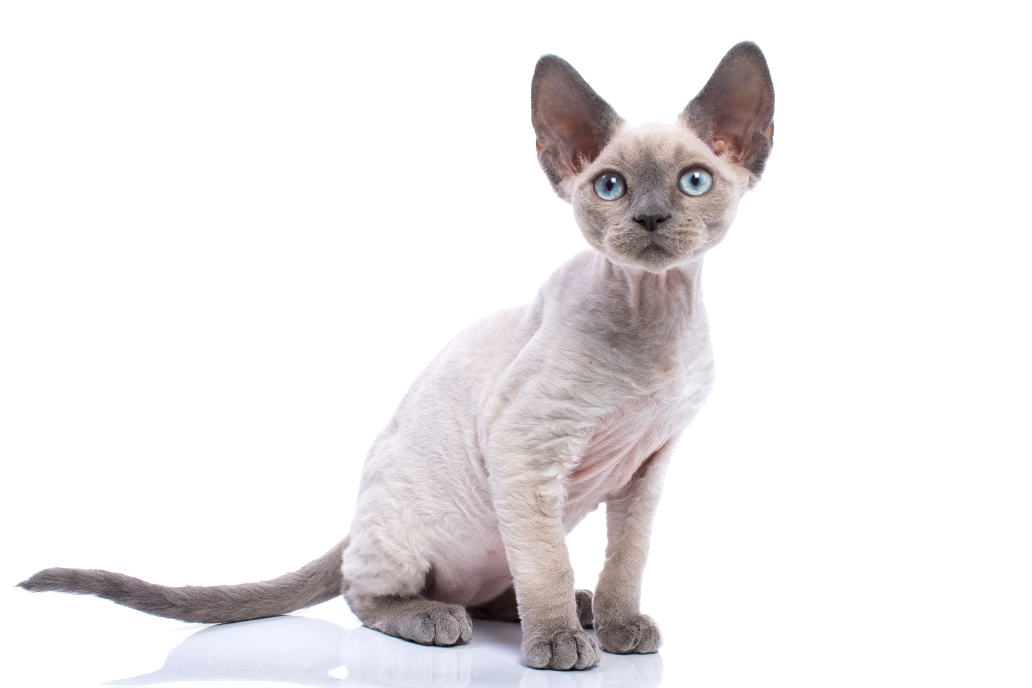 Ziua Internațională a pisicii. Curiozități despre feline