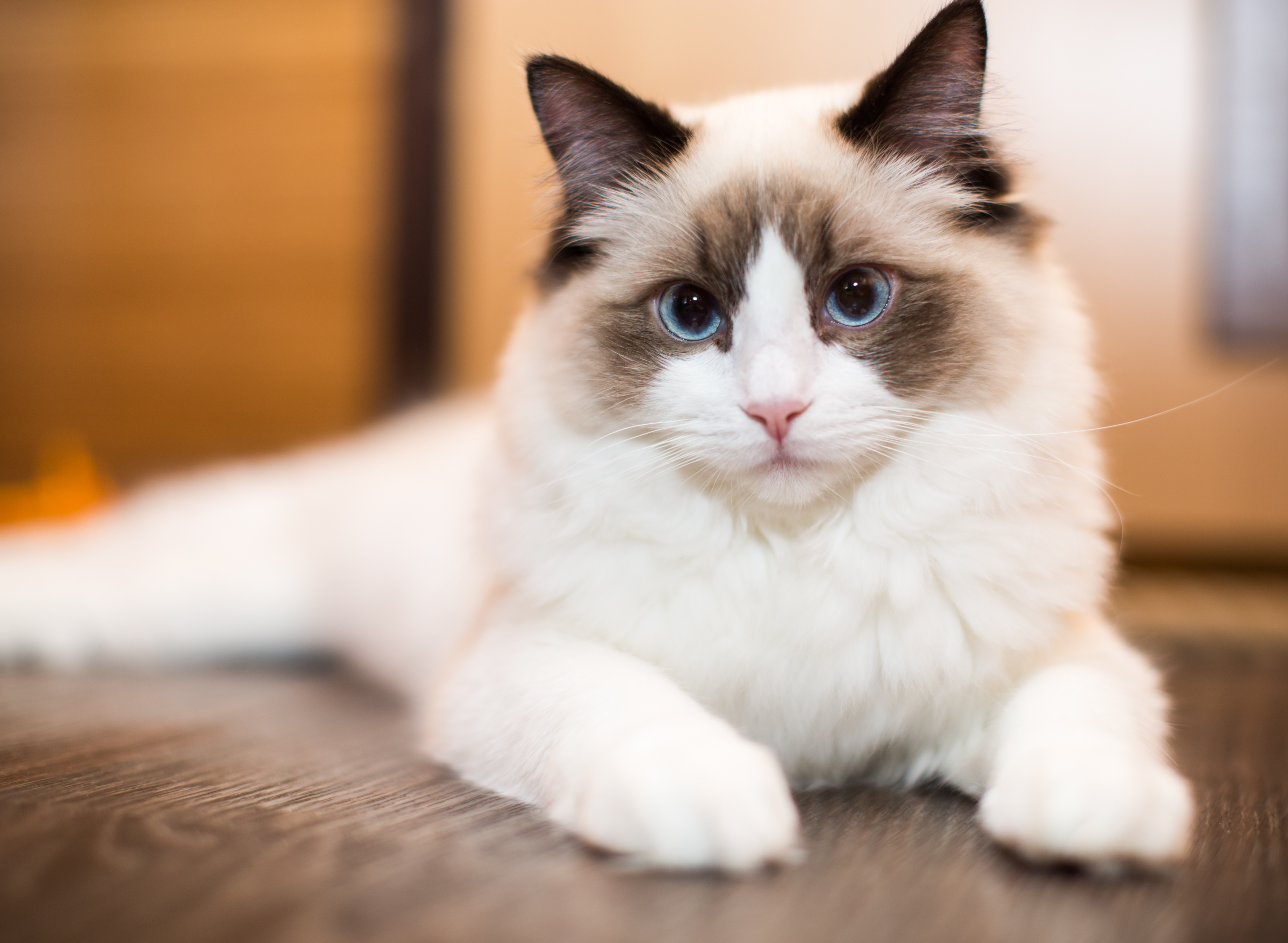 Ragdoll cat