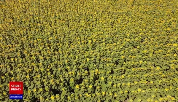 Producția de miere, afectată de secetă. Albinele sunt hrănite artificial. Apicultorii mută stupii la vama cu Ungaria