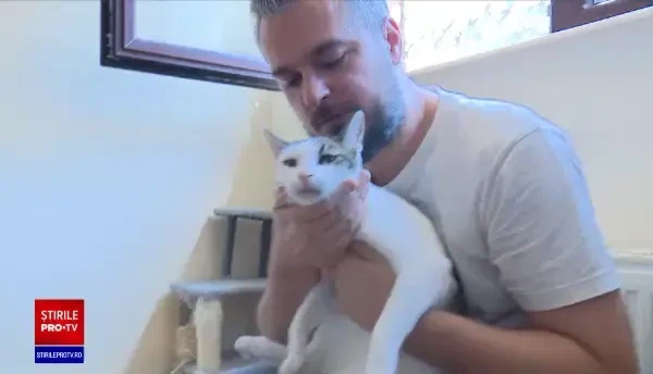 România este lider european în privința pisicilor din case