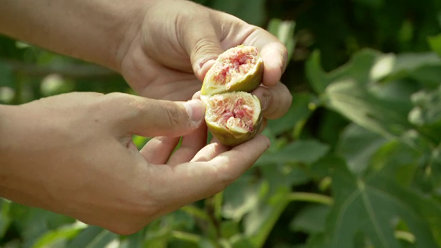 Fermierii din România au început să planteze tot mai multe plantele exotice. Care sunt cele mai căutate