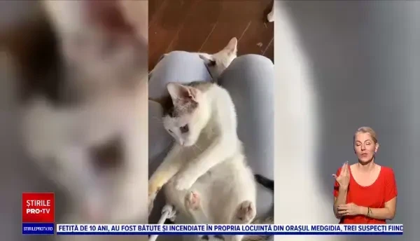 Ce se întâmplă cu animalele de companie atunci când plecăm în concediu? Variante de servicii și prețurile lor