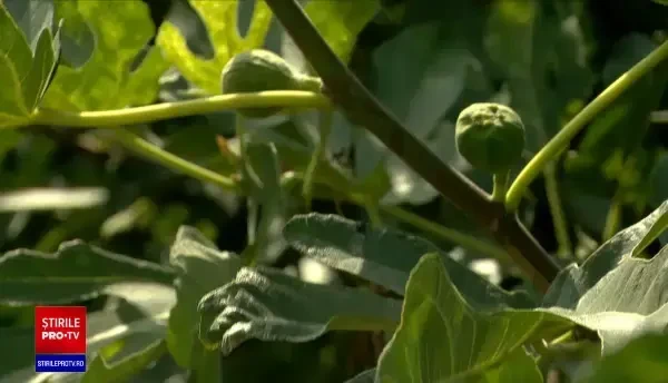 Fermierii din România au început să planteze tot mai multe plantele exotice. Care sunt cele mai căutate