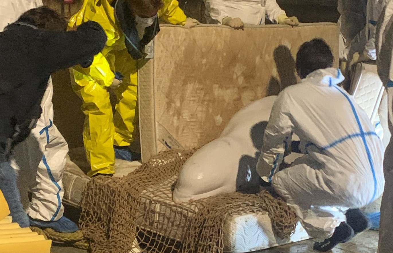 FOTO Beluga rătăcită în Sena a fost eutanasiată după ce a fost scoasă din râu