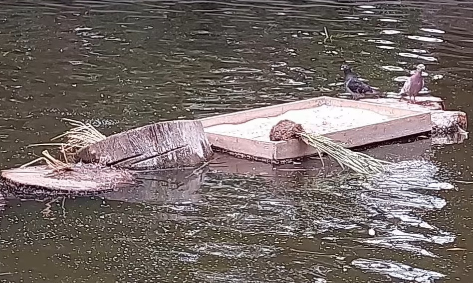 VIDEO Mai mulți tineri, filmați distrugând iazul din Parcul Kiseleff. Au lăsat dezastru în urma lor