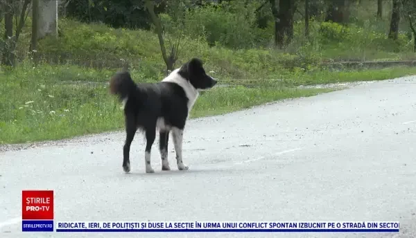 Un bărbat atacat de șase câini a fost transportat la spital cu râni multiple, în Timiș