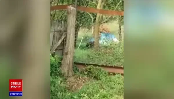 Localnicii unei comune din Buzău, terorizați de o ursoaică. Speriați, aruncă cu petarde pentru a alunga sălbăticiunea
