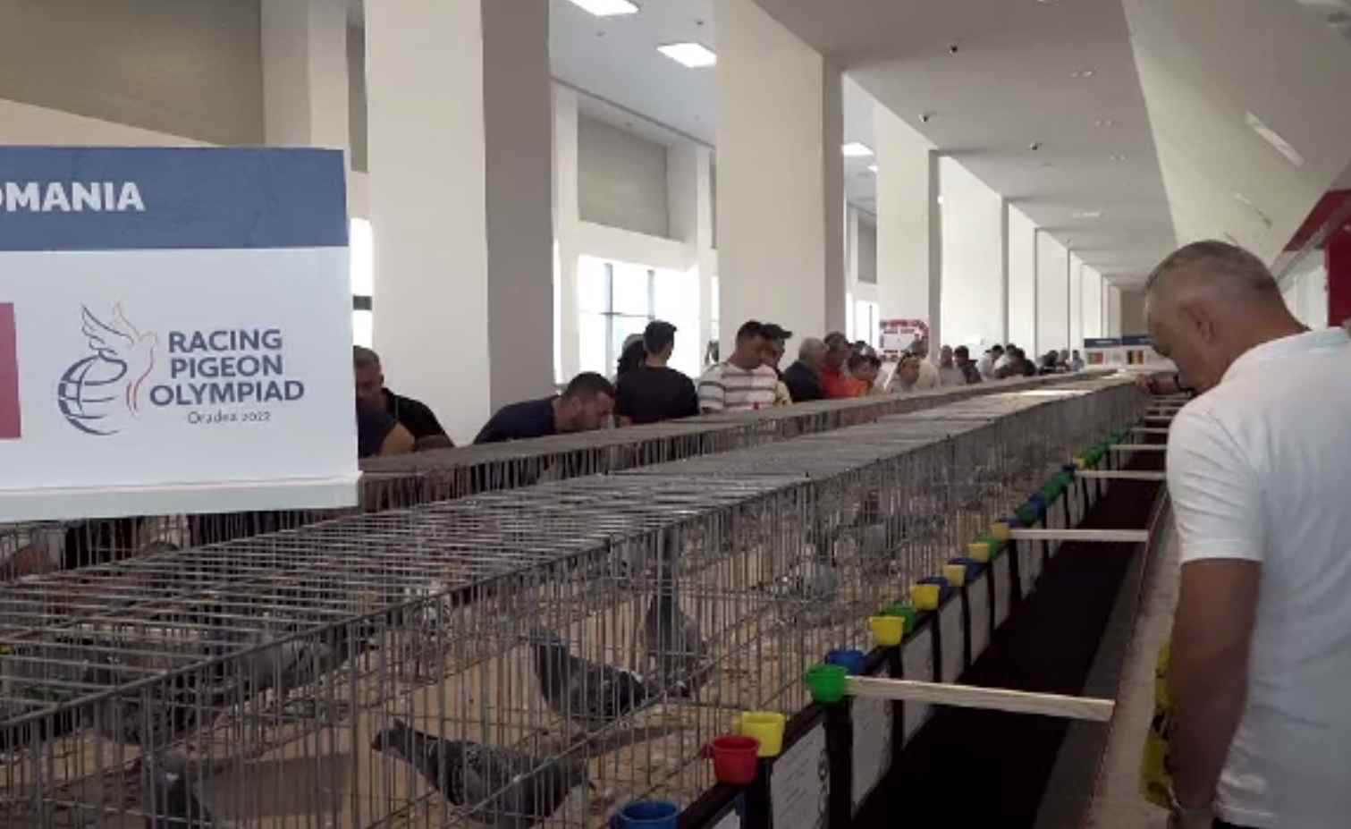 Zeci de mii de euro pentru porumbei campioni. Olimpiada Internațională a Porumbeilor Voiajori se desfășoară la Oradea