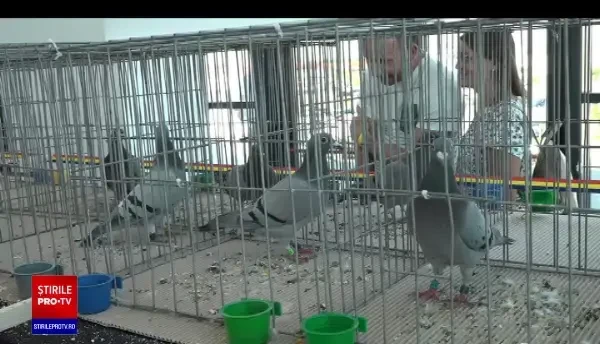 Zeci de mii de euro pentru porumbei campioni. Olimpiada Internațională a Porumbeilor Voiajori se desfășoară la Oradea
