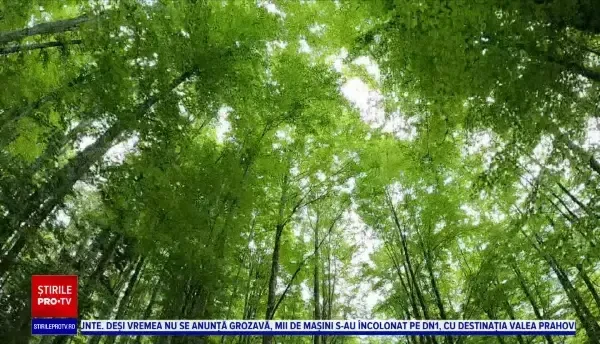 Horoscop 13 august 2022 cu Neti Sandu. Zodia care se pregătește de nuntă