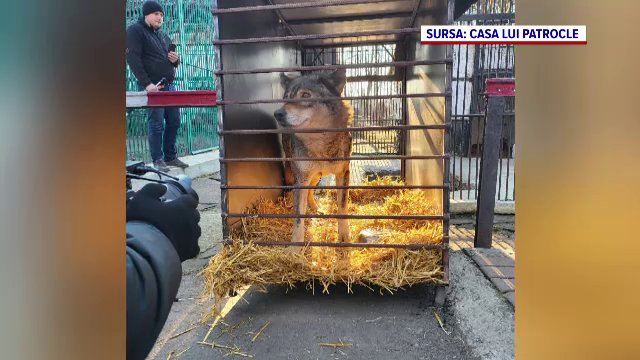 Un lup din Ucraina a ajuns la sanctuarul din Zărnești, după un drum de patru zile prin zone de război