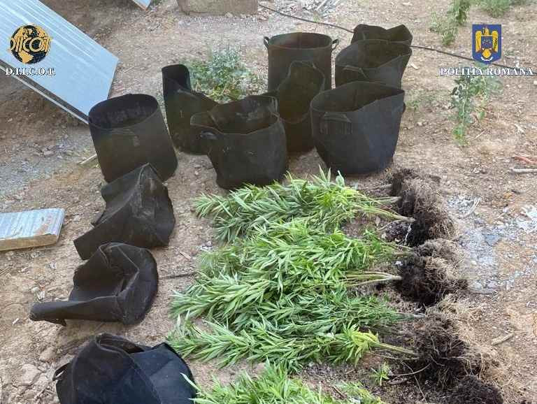 Cultură de canabis supravegheată din dronă, la Satu Mare. Ce au pățit traficanții