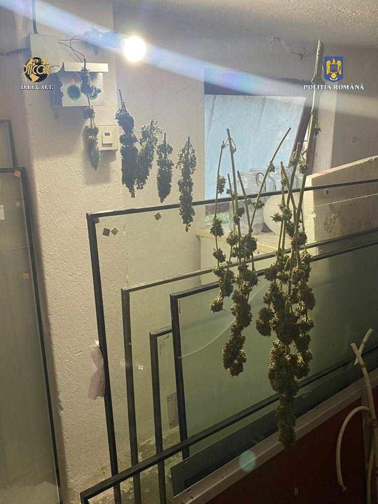 Cultura de canabis de la Satu Mare