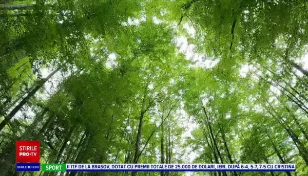 Horoscop 14 august 2022 cu Neti Sandu. Zodia care își va găsi jumătatea