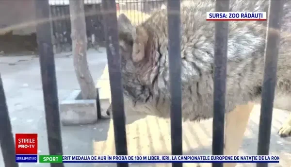 Un lup din Ucraina a ajuns la sanctuarul din Zărnești, după un drum de patru zile prin zone de război