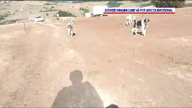 Turist german mușcat de câinii unei stâne, pe Via Transilvanica. Drumeții s-au supărat pe ciobani că-și protejează turmele