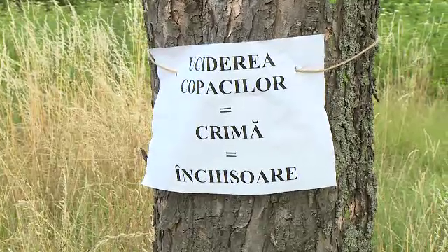 Dezastru ecologic lângă Parcul IOR. Sute de copaci s-au uscat, după ce au fost găuriți intenționat. Care este miza