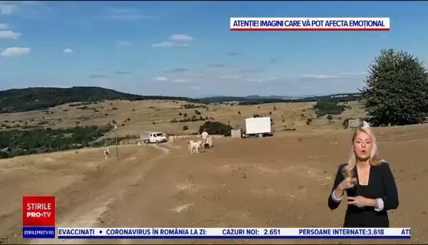 Turist german mușcat de câinii unei stâne, pe Via Transilvanica. Drumeții s-au supărat pe ciobani că-și protejează turmele