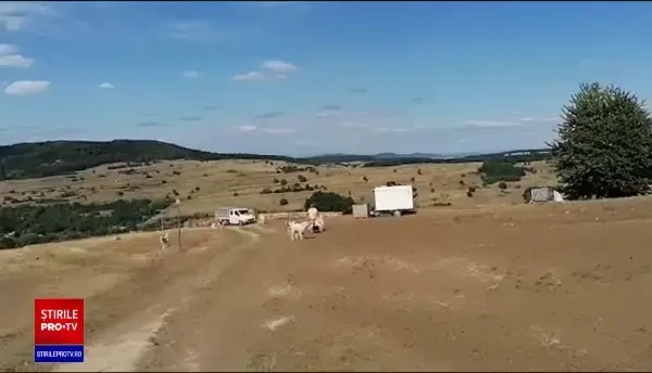 Turist german mușcat de câinii unei stâne, pe Via Transilvanica. Drumeții s-au supărat pe ciobani că-și protejează turmele