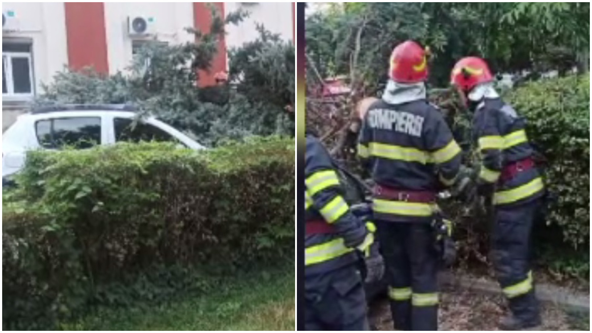 Mai multe mașini din Târgu Jiu au fost avariate de un brad care s-a prăbușit din senin