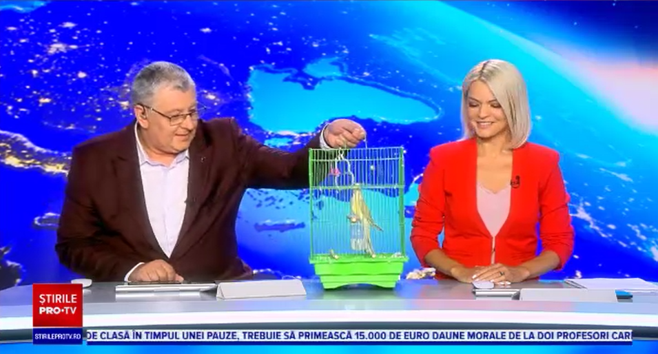 Moment inedit la Știrile PRO TV: un papagal a stârnit râsete în platou