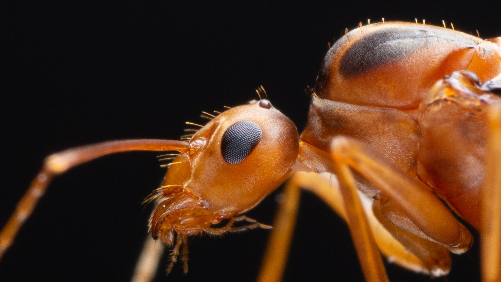 Furnicile nebune galbene provoacă haos în mai multe sate din India