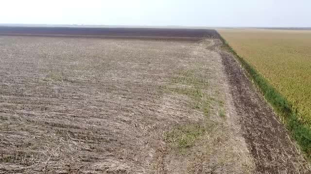 Furt neobișnuit în Ialomița. Hoții au furat toată floarea soarelui de pe 30 de hectare