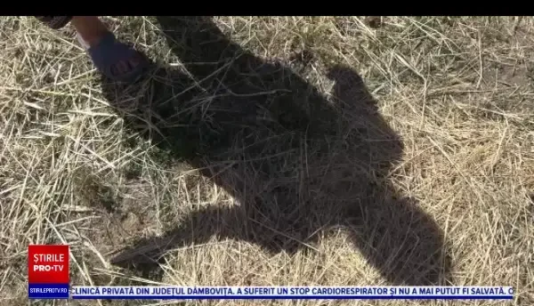 Caz șocant în Moldova. Un bărbat din județul Iași a fost filmat în timp ce abuza sexual un câine