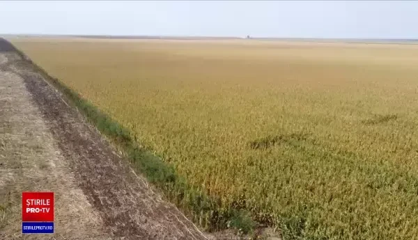 Furt neobișnuit în Ialomița. Hoții au furat toată floarea soarelui de pe 30 de hectare