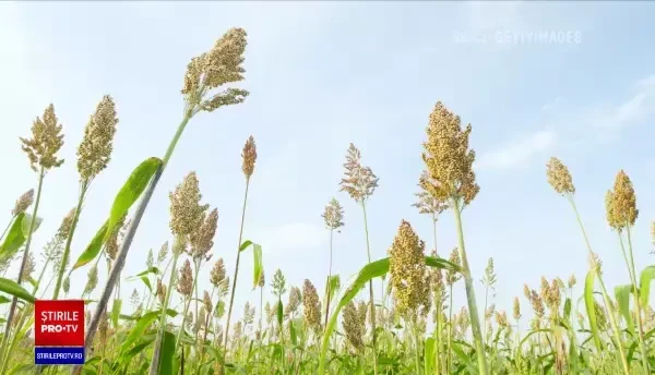 Fermierii români, nevoiți să introducă noi soiuri de legume și fructe din alte zone ale lumii, din cauza crizei climatice