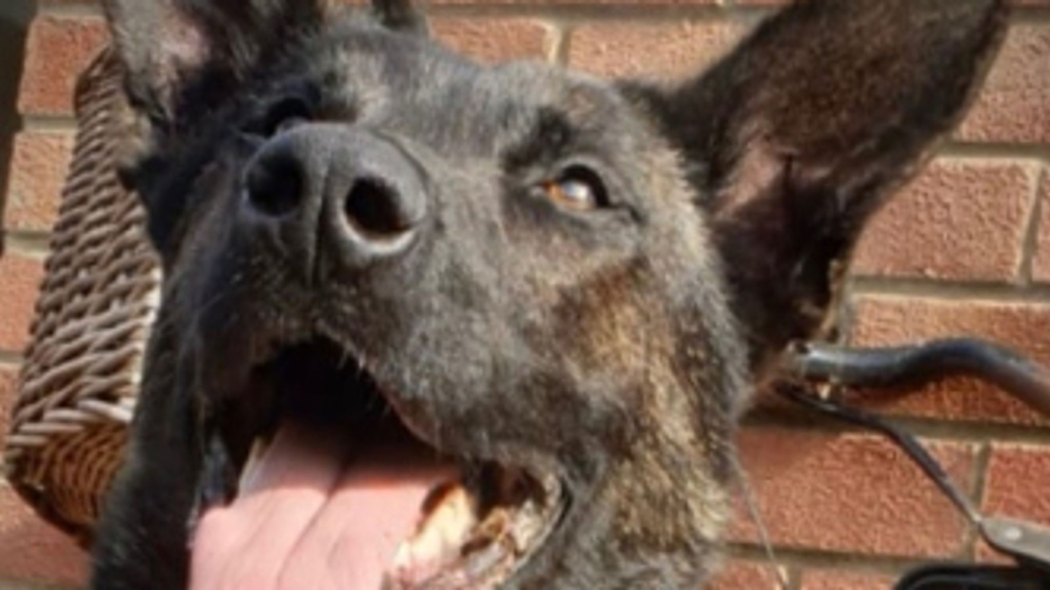 c&acirc;ine polițist