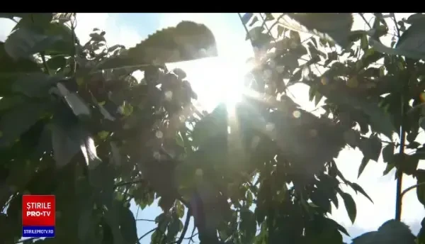 România, pe locul cinci în topul principalilor producători de cireșe din UE. Ce țară ocupă locul întâi