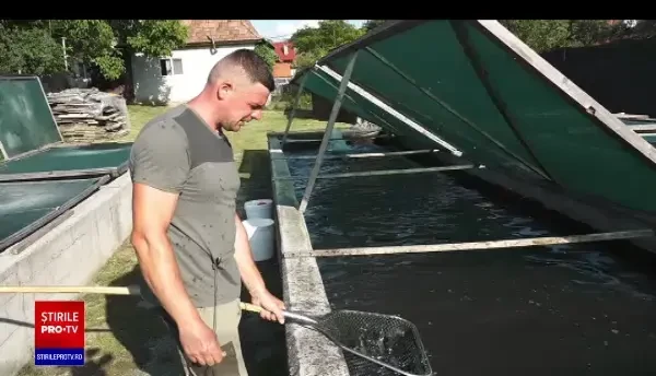 Cum se pregătește păstrăvul la borcan pentru iarnă. Secretele unei gospodine