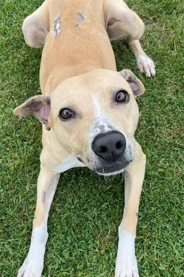 Nouă materie în școli: Cum trebuie să îngrijim un animal