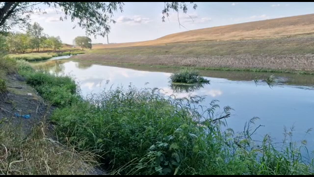 Pești morți într-un râu din Iași, din cauza unei ploi. Cum a fost posibil