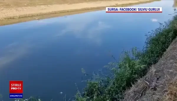 Pești morți într-un râu din Iași, din cauza unei ploi. Cum a fost posibil
