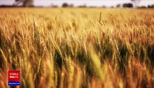 Un nou ajutor de stat pentru fabricile de morărit și de ulei. Suma este colosală