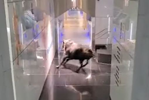 VIDEO Momentul în care un taur dă buzna într-o bancă. Ce s-a întâmplat cu angajații