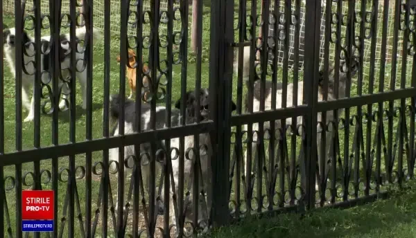 Câinii fără stăpân care ajung în adăposturile publice ar putea avea o nouă șansă la viață. Despre ce este vorba