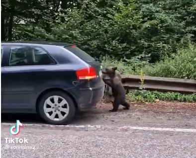 Cum a venit un ursuleț în ajutorul unui șofer atunci când își pornea mașina. VIDEO viral