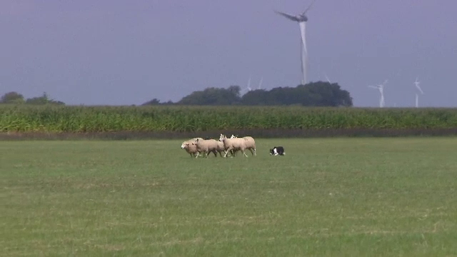 Cei mai buni câini de stână au participat la Campionatul Internațional de Măiestrie, în Germania. În ce au constat probele